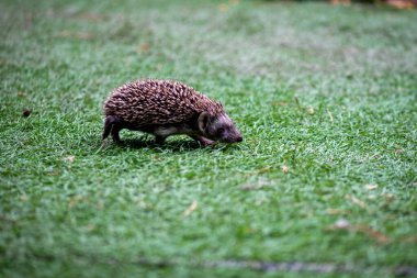 Bir kirpi yeşil çimlerin üzerinde koşuyor.