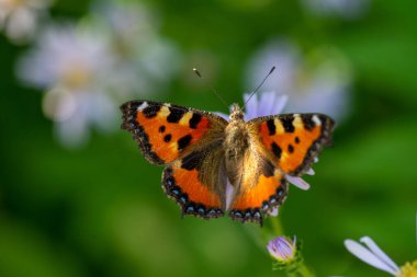 Bir kelebek yazın bir çiçeğe uçtu.