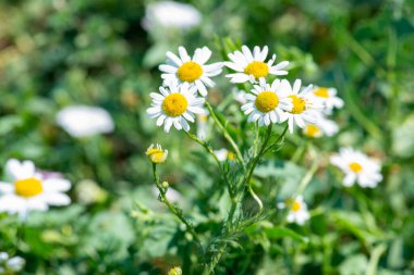 Bahçede bir sürü küçük papatya açar.