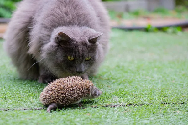 Chat gris regardant un petit beau hérisson — Photo