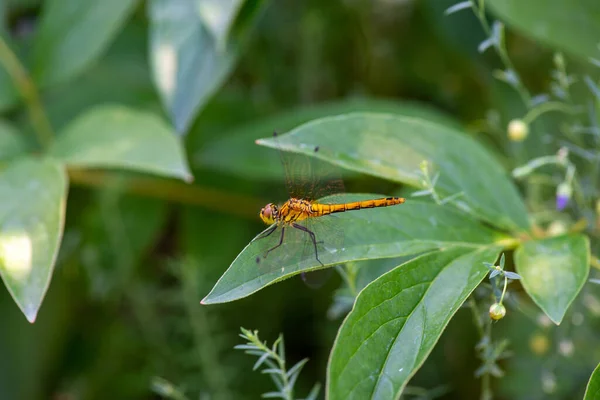 Gelbe Libelle saß auf einem grünen Blatt — Stockfoto
