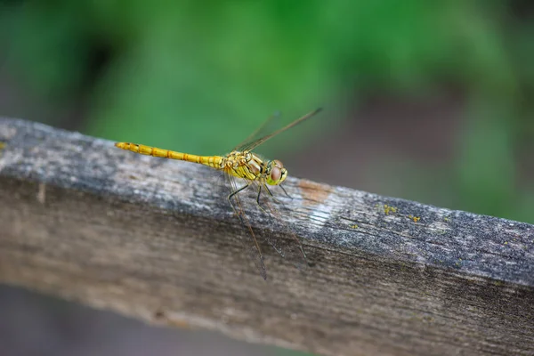 A very beautiful dragonfly sits on the plank — Stock Photo, Image