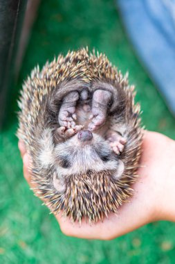 Kirpinin avuçlarında bir top uzanıyor.