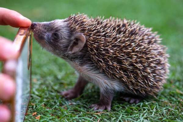 curious hedgehog wondering how he picks up the phone