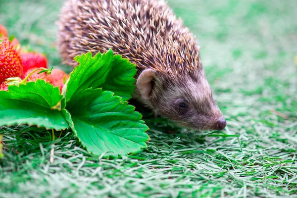 Belle feuille de fraise et hérisson dans la prairie — Photo