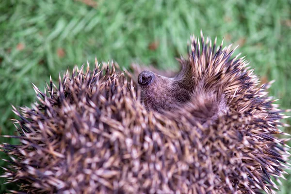 spiny hedgehog curled up in a ball