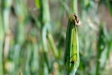 a beetle sat on an indoor huge dandelion