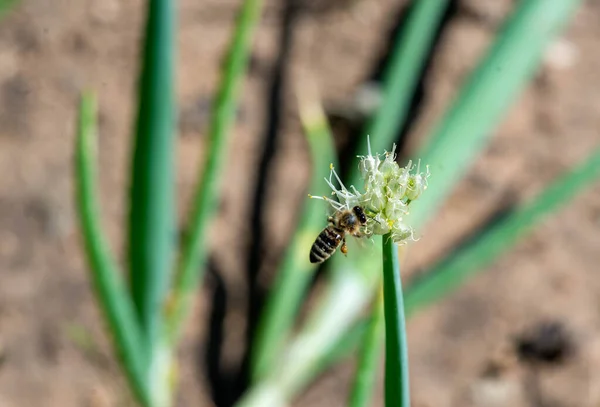 a large bee flew to the flower of an ornamental bow