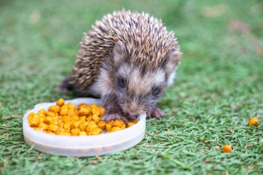 hedgehog child eats food on the grass