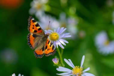 on the lawn a red butterfly on a flower of the village