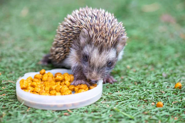 hedgehog child eats food on the grass