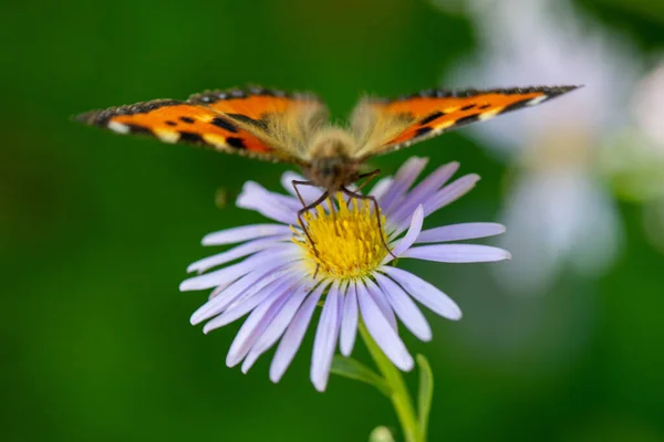 colorful butterfly sitting on a flower in summer