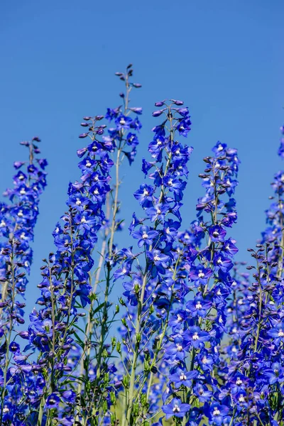 Blue sky and blue beautiful delphinium flowers — Stok fotoğraf