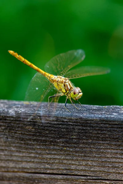 Yellow dragonfly sits on the plank in summer — Zdjęcie stockowe