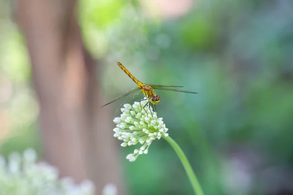 Beautiful dragonfly sat on the Dagestan onion — Stok fotoğraf