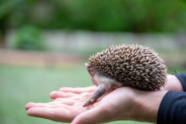 Huysuz çocuk avuçlarında oturur ve homurdanır.
