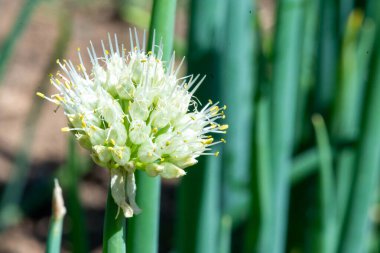 Dekoratif fiyonk çimlerde muhteşem çiçek açar.
