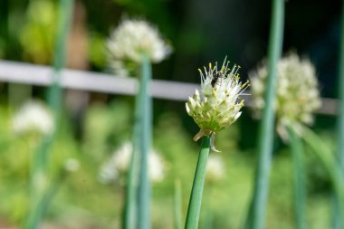 Dekoratif soğanlı bahçe yazın büyür.