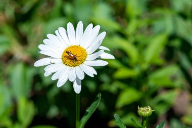 Güzel bir böcek beyaz bir papatya üzerinde uçuyordu.