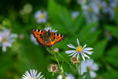 Köyün çiçeğindeki kırmızı kelebek