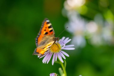 Güzel bir kelebek mor bir çiçeğin üzerinde oturur.
