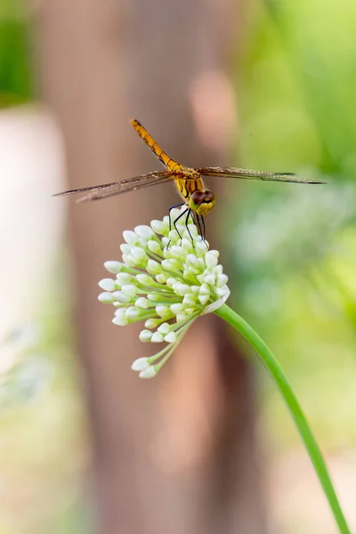 A bright dragonfly perched on an onion flower — Stock Photo, Image