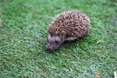 İyi beslenmiş bir kirpi taze yeşil çimlerin üzerinde oturur.