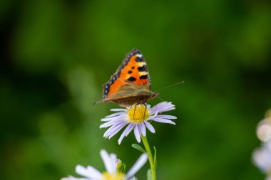 Parlak bir kelebek leylak çiçeğinin üzerinde oturur.