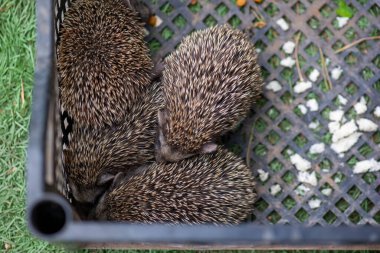 Bir kutuda dört kirpi uyuyor.
