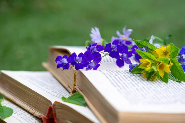 blue flowers lie on books open in a clearing