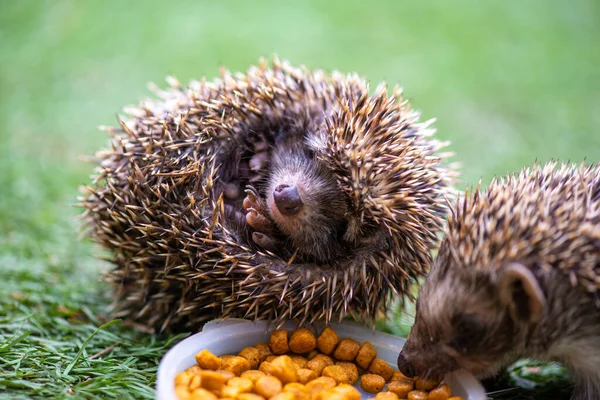 Un hérisson mange de la nourriture et l'autre enroulé dans une boule — Photo