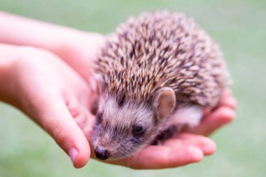Üzgün bir kirpi çocuk avuçlarında oturur.