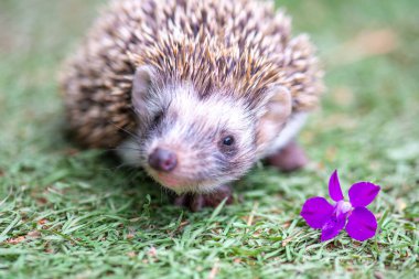 Mavi çiçek ve kirpinin ağzı.