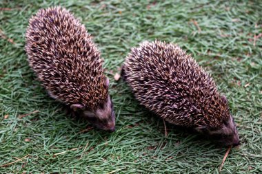 Bir çift şirin kirpi çayırda yürüyor.
