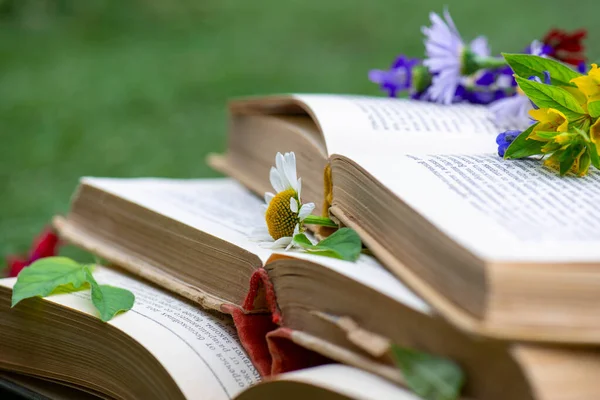 La manzanilla miente en los libros abiertos en el claro — Foto de Stock