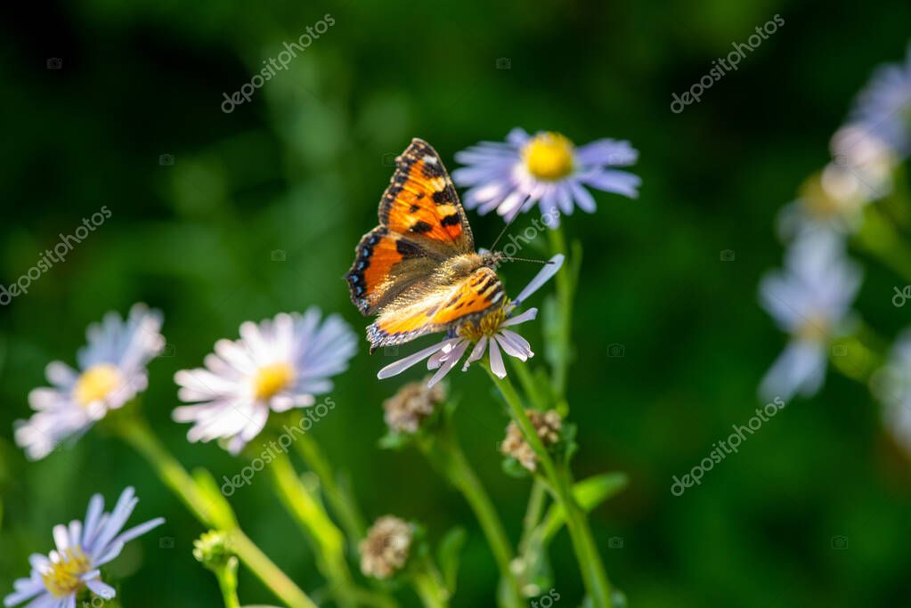 A butterfly sits on the lawn with daisies. High quality photo