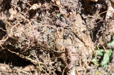 Güzel karıncalar karınca yuvalarında yere saçılırlar.