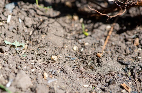 많은 개미들 이 개미집으로 몰려 든다 — 스톡 사진