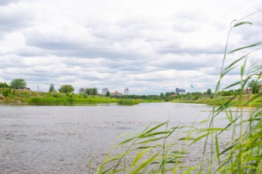 Kazakistan 'daki İshim Nehri' nde sazlar.