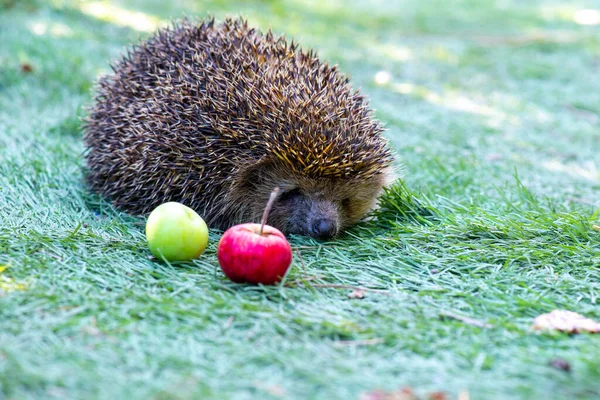 Hedgehog with apples in a green meadow — Stock Photo, Image
