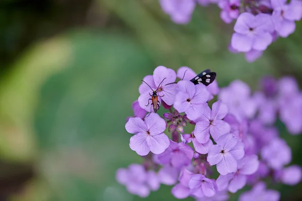 Mooie lila bloemen en een vlieg zit op hen — Stockfoto