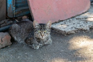 Ahırın yanında gri bahçe kedisi yatıyor.