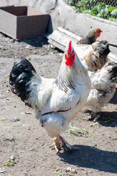 Jeden kogut otoczony kurczakami na podwórku — Zdjęcie stockowe
