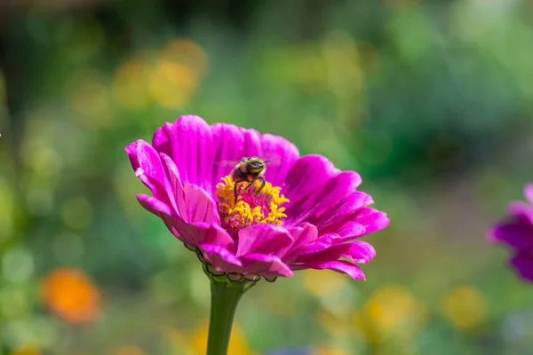 Uma abelha sentada em uma gerbera rosa — Fotografia de Stock