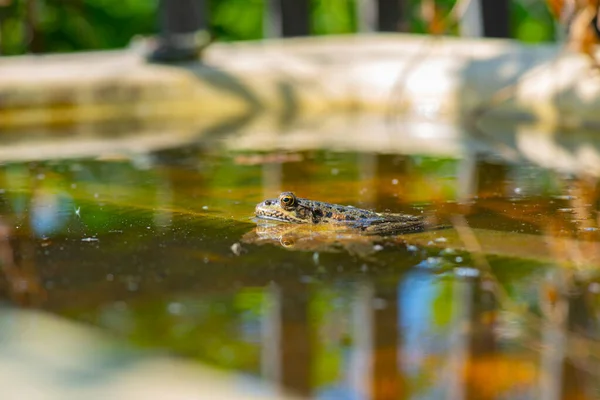 Ve vodě je velká žába — Stock fotografie