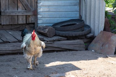Bahçede önemli bir horoz dolaşıyor.