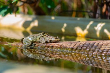 Bir tahtada oturan iki gri kurbağa.
