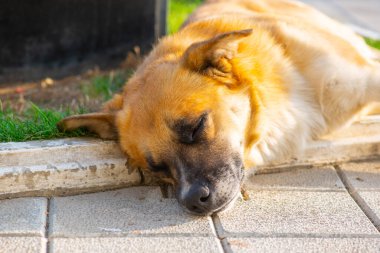 Güzel bir köpek kaldırımda uyuyakalmış.