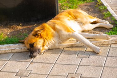 Yolda oturan parlak kırmızı ve beyaz bir köpek