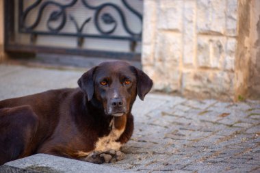 Bahçe köpeği Georgia 'da kaldırımda yatıyor.